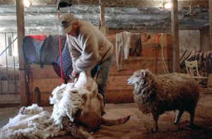 David Hinman Shearing Sheep